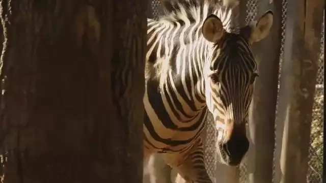 'Karo' nació en el zoológico de San Juan de Aragón en 2010