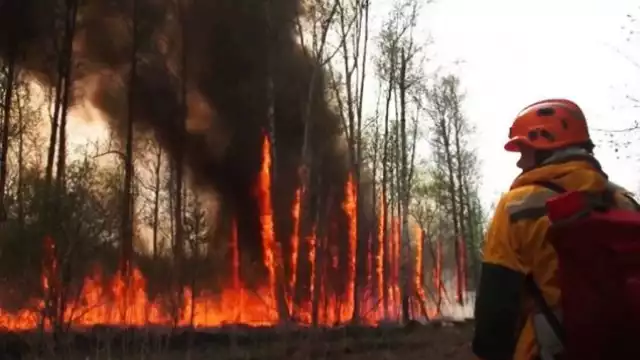 El presidente de Argelia informó que el incendio pudo haber sido creado por 22 pirómanos que ya están en custodia