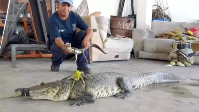 Uno de los ejemplares más grandes capturados en Ciudad Madero medía casi 3 metros