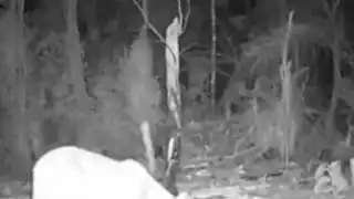 El lugar donde fueron obtenidas las fotografías no fue revelado para protección del animal