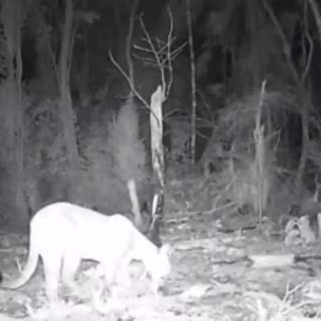 El lugar donde fueron obtenidas las fotografías no fue revelado para protección del animal
