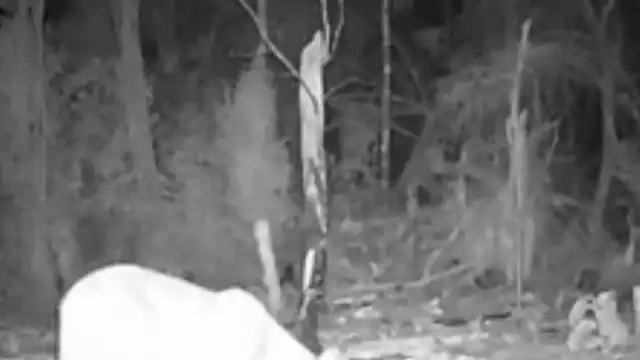 El lugar donde fueron obtenidas las fotografías no fue revelado para protección del animal