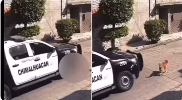 El perro fue atropellado por la patrulla