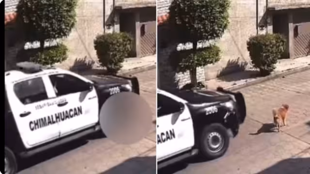 El perro fue atropellado por la patrulla