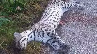 Atropellan a un Ocelote en la carretera Pisté-Kantunil