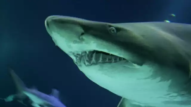 Tras el ataque del tiburón, el menor fue trasladado de urgencia al Hospital General de Chetumal