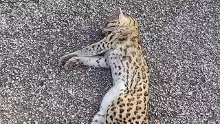 Muere un tigrillo atropellado en una carretera en Tinum, Yucatán