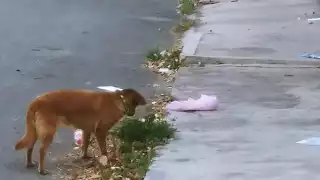 El objetivo es evitar los actos de abandono, maltrato y crueldad animal, y a quienes infrinjan la ley la aplicación de sanciones y multas correspondientes