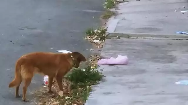 El objetivo es evitar los actos de abandono, maltrato y crueldad animal, y a quienes infrinjan la ley la aplicación de sanciones y multas correspondientes