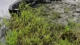 El reptil apareció en Maya Balam