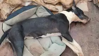 Una vecina señaló que el día de ayer se encontró a sus tres perros muertos por envenenamiento