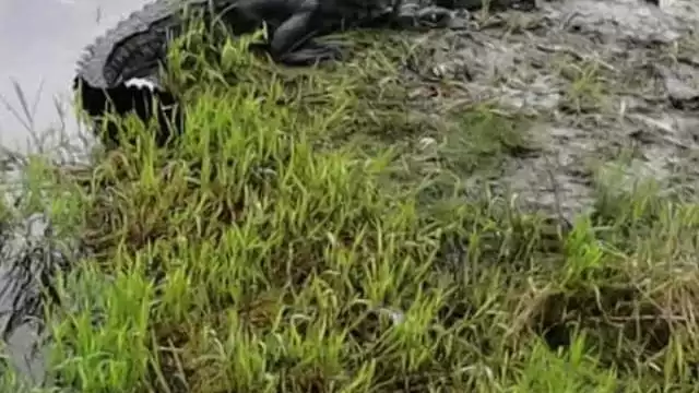 El reptil apareció en Maya Balam