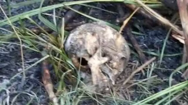 Foto: Julio Javier Mena