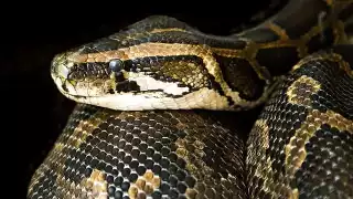 Matan a una boa en Suma de Hidalgo, especie amenazada en México