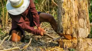 Los casos de tráfico de madera solo se han dado en Mérida
