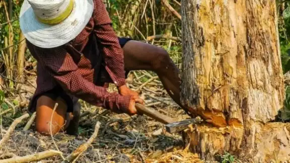 La organización refiere que hay obstáculos políticos e institucionales; además de que la producción maderable tiene una baja competitividad La organización refiere que hay obstáculos políticos e institucionales; además de que la producción maderable tiene una baja competitividad