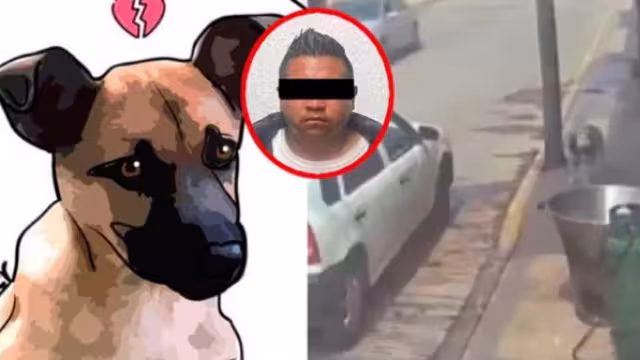 Scooby fue víctima de maltrato animal tras encontrar la muerte de la peor manera y en una lenta agonía