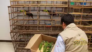 Tráfico ilegal de aves en Campeche amenaza a loros, cardenales y tucanes