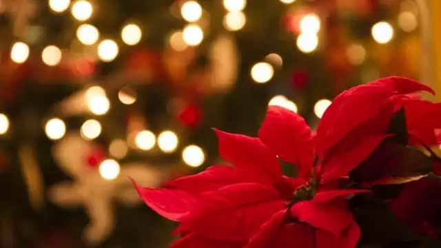 La flor de nochebuena es mexicana, sin emabargo, pocos saben porqué se usa ahora