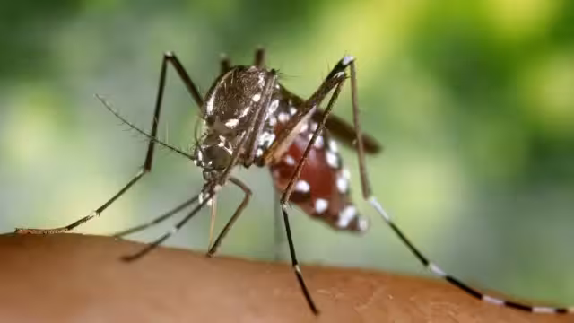 El mosquito Aedes vittatus es originario de África