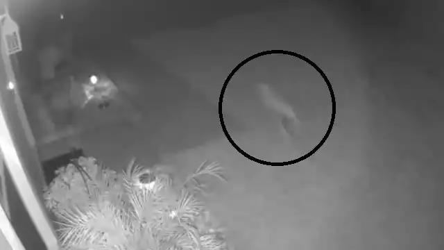 El bebé dinosaurio fue captado por una cámara en una casa residencial en Florida