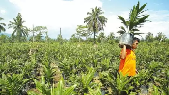 La palma de aceite es un cultivo de carácter intensivo y extensivo La palma de aceite es un cultivo de carácter intensivo y extensivo