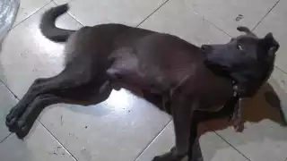 Hay que empezar a alzar la voz por los animales