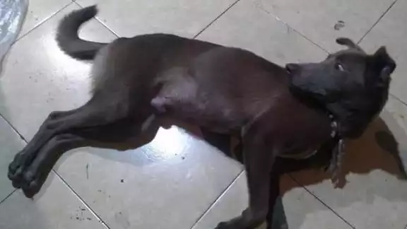 Hay que empezar a alzar la voz por los animales Hay que empezar a alzar la voz por los animales