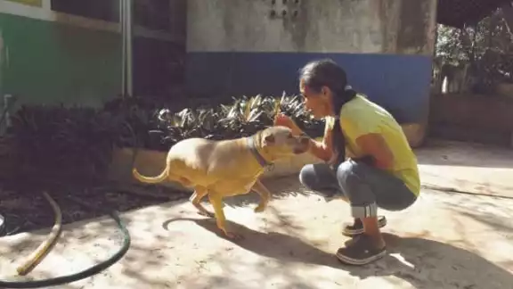 La activista dijo que el reciente caso de un perro baleado y muerto no es aislado La activista dijo que el reciente caso de un perro baleado y muerto no es aislado