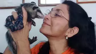 La activista marcó agenda al defender a las zarigüeyas, popularmente conocidos como zorrillos