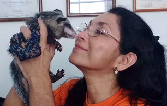La activista marcó agenda al defender a las zarigüeyas, popularmente conocidos como zorrillos
