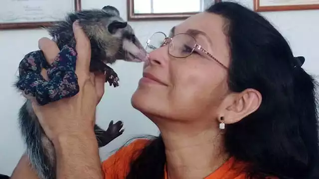 La activista marcó agenda al defender a las zarigüeyas, popularmente conocidos como zorrillos