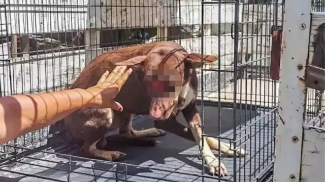 El perrito fue atendido, pero se encuentra grave por las heridas que sufrió