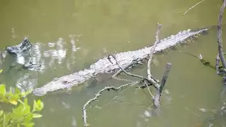 Piden cuidar hábitat de cocodrilos de 'La Caleta' en Ciudad del Carmen