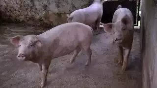 Granjas porcinas y Tren Maya contaminan manto acuífero en Quintana Roo