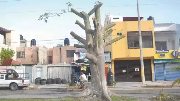 La tala fue hecha durante la madrugada, por lo que vecinos no pudieron impedirlo. Foto: Fernando Kantún