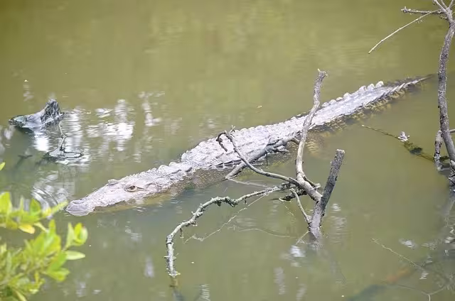 Piden cuidar hábitat de cocodrilos de 'La Caleta' en Ciudad del Carmen