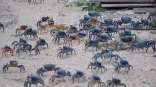 una hembra carga aproximadamente 700.000 huevecillos