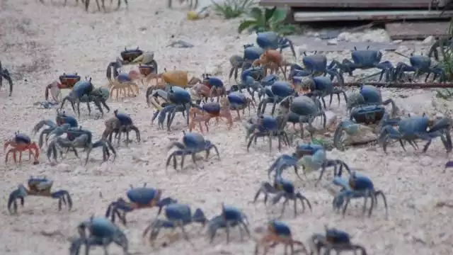 una hembra carga aproximadamente 700.000 huevecillos