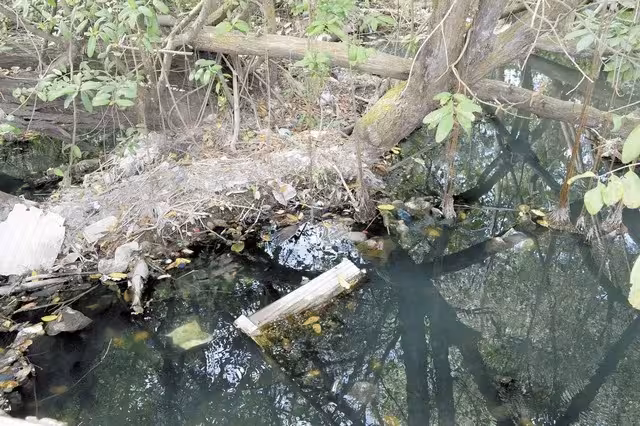 De acuerdo con la Conabio, se estima que la superficie del ecosistema en 2020 es de 905 mil 086 hectáreas