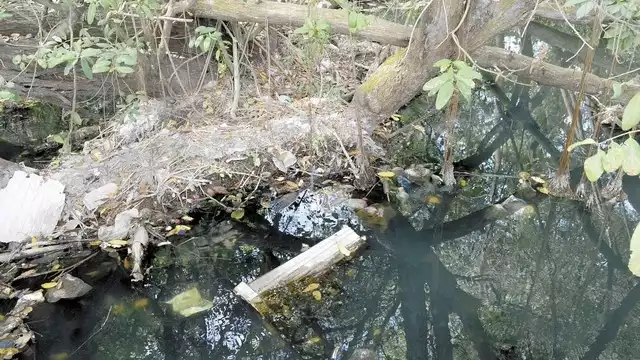 De acuerdo con la Conabio, se estima que la superficie del ecosistema en 2020 es de 905 mil 086 hectáreas