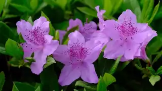 Las azaleas son flores representativas de Huachinango