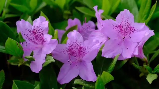 Las azaleas son flores representativas de Huachinango