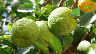 La naranja agria es la más perfumada de las 15 especies de cítricos que existen en el mundo