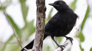 El Maullador Negro es una de las aves que se encuentran en Yucatán