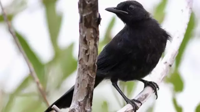 El Maullador Negro es una de las aves que se encuentran en Yucatán