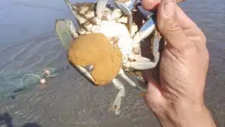 Empresarios de Alvarado, Veracruz, ocasionan la baja producción de la especie