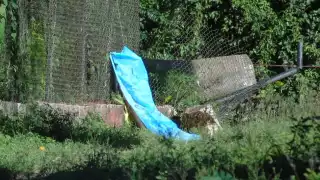 Hasta el momento, suman 224 suicidios en lo que va del año en Yucatán