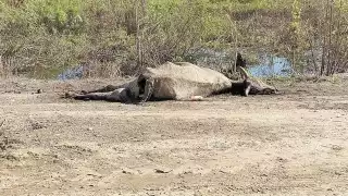 Inundaciones en Palizada deja más de mil reses muertas