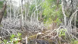 Autoridades desconocen el motivo por el que se secaron los manglares.